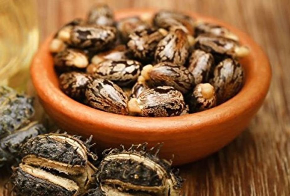 Castor Seeds